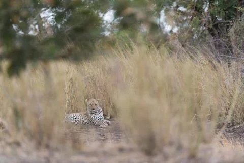 Leopard in the wilderness Stock Photos