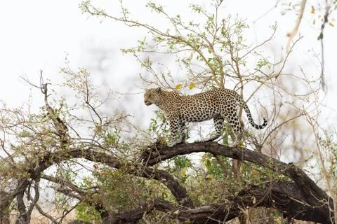 Leopard in the wilderness Fotos Stock