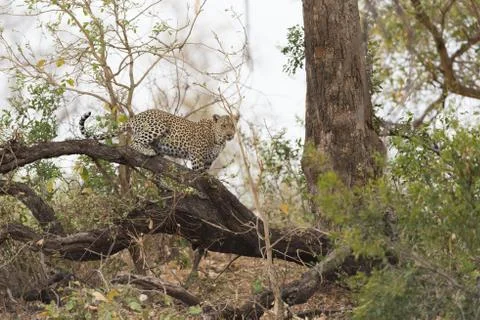 Leopard in the wilderness Stock-Fotos