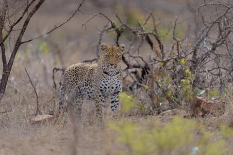 Leopard in the wilderness Stock Photos