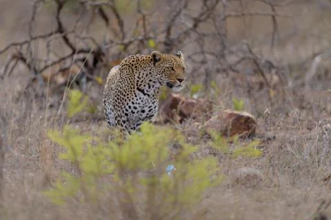 Leopard in the wilderness Stock Photos