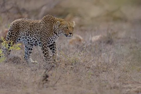 Leopard in the wilderness Stock Photos