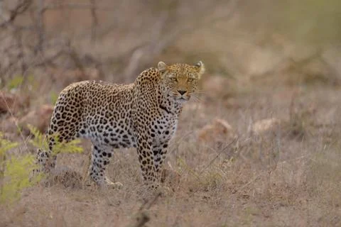 Leopard in the wilderness Stock-Fotos