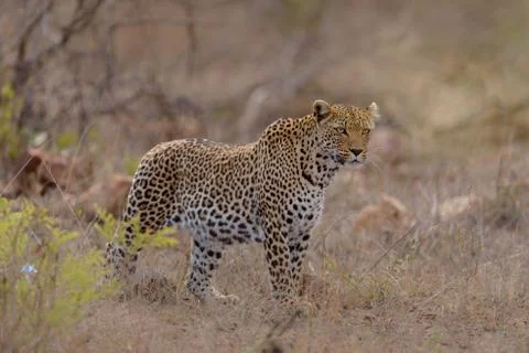 Leopard in the wilderness Stock Photos
