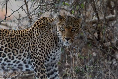 Leopard in the wilderness Stock Photos