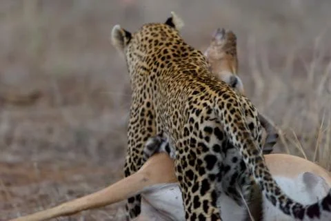 Leopard in the wilderness Fotos Stock