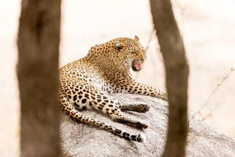 Leopard in the wilderness Fotos Stock