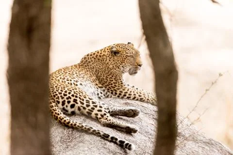Leopard in the wilderness Stock Photos