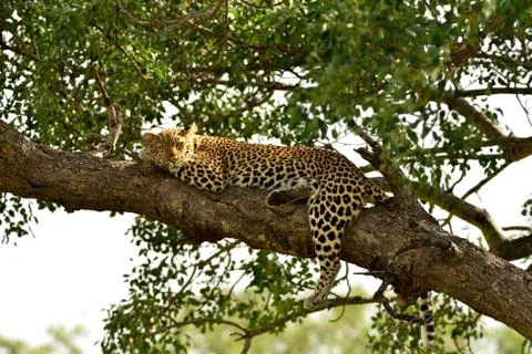 Leopard in the wilderness Stock Photos