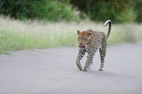 Leopard in the wilderness Stock Photos