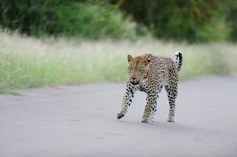 Leopard in the wilderness Foto stock