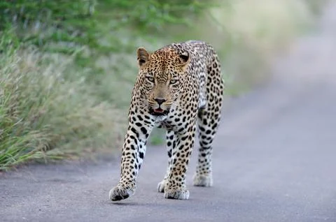 Leopard in the wilderness Stock Photos