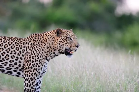 Leopard in the wilderness Stock Photos