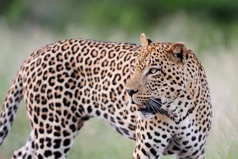 Leopard in the wilderness Stock Photos