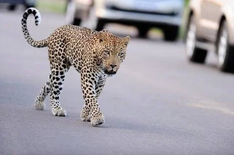 Leopard in the wilderness Stock Photos