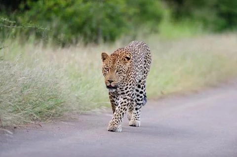Leopard in the wilderness Stock-Fotos