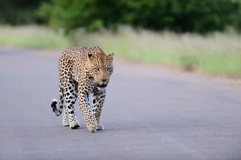 Leopard in the wilderness Stock Photos