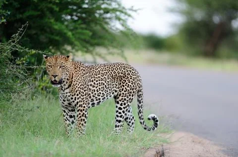 Leopard in the wilderness Stock Photos