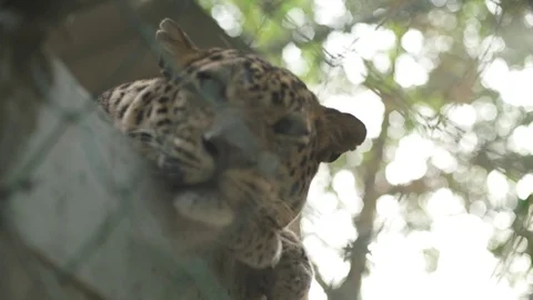 Leopard Winking At The Camera Stock Footage 97887006