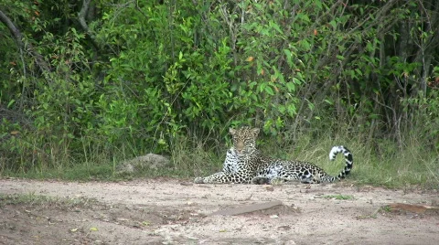 Leopard yawning 2 Stock Footage 550408