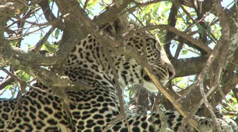 Leopard yawning 2 Stock Footage 8982885
