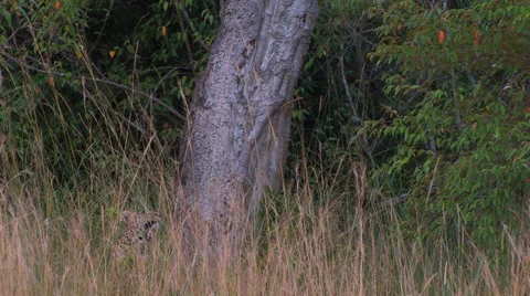 Leopard yawning base of tree Video stock 22782561