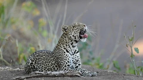 Leopard yawning, Botswana Stock Footage 117596226