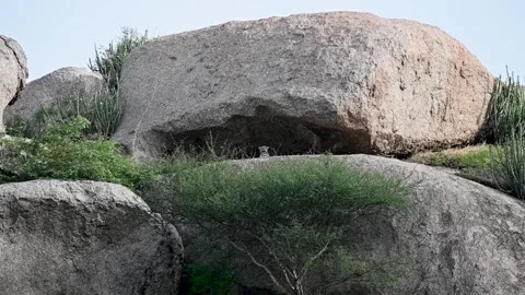Leopard yawning inside her cave in Jawai national park Stock Footage 282442406