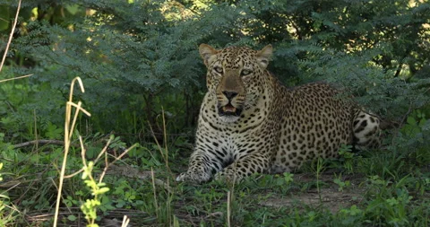 A leopard yawns while cooling off in the shade. Stock Footage 147964251