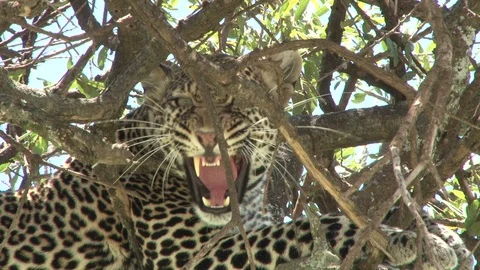 A leopard yawns while well hidden in a tree Stock Footage 98595553