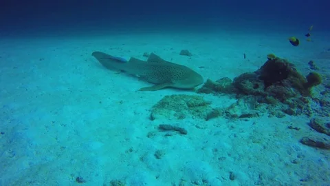 Leopard (Zebra) Shark Stock Footage 122365744