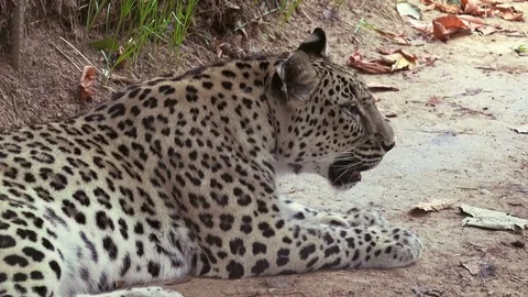 Leopard at zoo, close up Stock-Footage 79630102