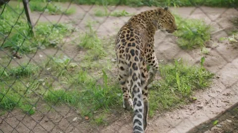 A leopard in a zoo in an enclosure Video stock 308149089