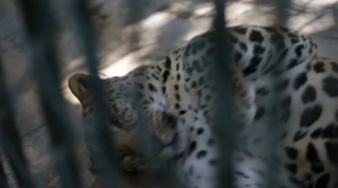 Leopard in a zoo Stock Footage 36608597