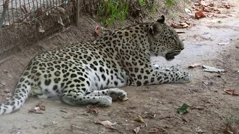 Leopard at zoo Stock Footage 79630418