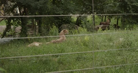 Leopard in a zoo Stock Footage 200975841