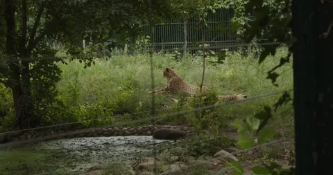 Leopard in a zoo Stock Footage 200975901
