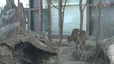 Leopard in the zoo Stock Footage 235132075