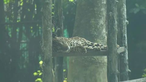 The leopard in the zoo. Stock Footage 329085814