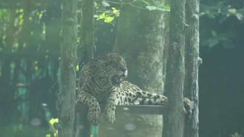 The leopard in the zoo. Stock Footage 329085940