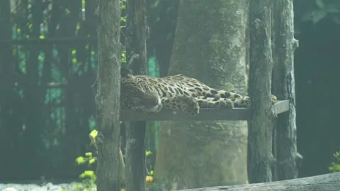 The leopard in the zoo. Stock Footage 329616382