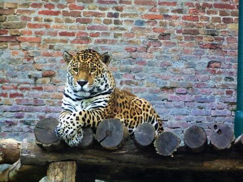 Leopard in the ZOO Stock Photos