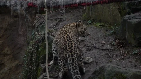 Leopard in a zoo slow motion Stock Footage 122443747