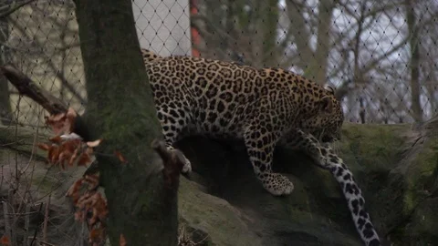 Leopard in a zoo walking in slow motion Stock Footage 122443715