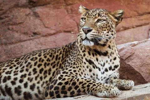 Leopard3 Stock Photos