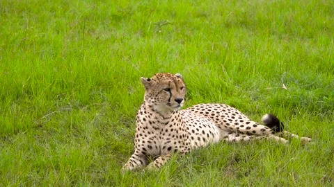 Leopard/Cheetah Relaxing in Slowmo ear moving Stock Footage 238020353