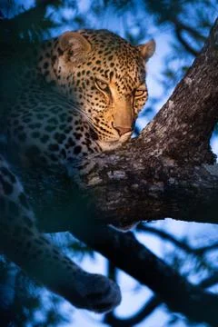 Leopardess resting in a tree with soft colours in the back ground Stock Photos