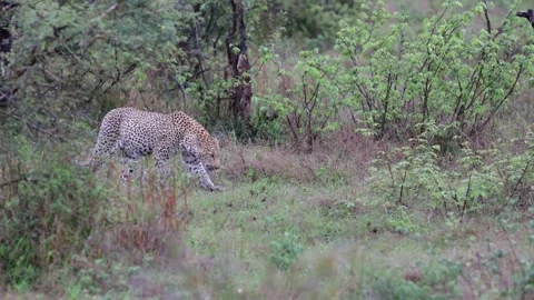 A Leopardess sawing while walking Vídeo Stock 229458188