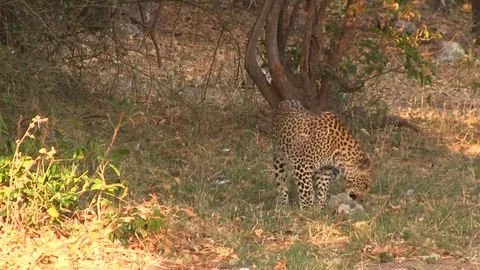 Leopardess under the tree in Chobe National Park Stock Footage 129840578