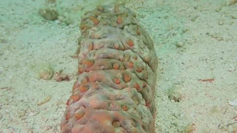 Leopardfish Sea Cucumber resting on sandy reef floor in tropical Indo-Pacific wa Stock Footage 311929178